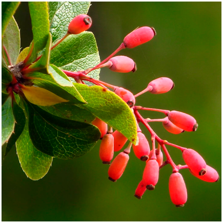 Berberis flavour